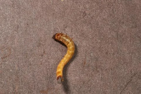 Wireworm on a garden plot. Stock Photos