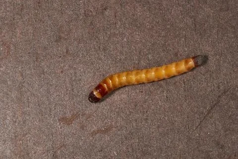 Wireworm on a garden plot. Stock Photos