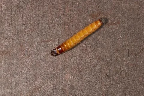Wireworm on a garden plot. Stock Photos