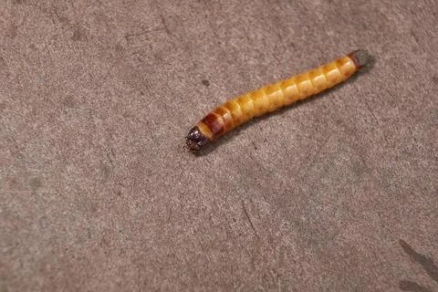 Wireworm on a garden plot. Stock Photos