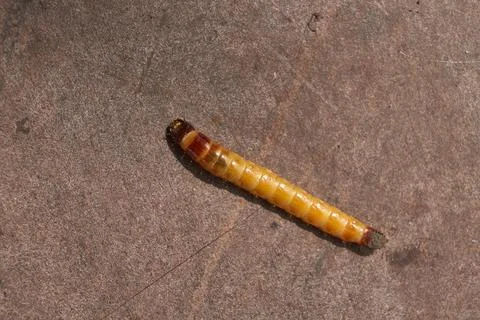 Wireworm on a garden plot. Stock Photos