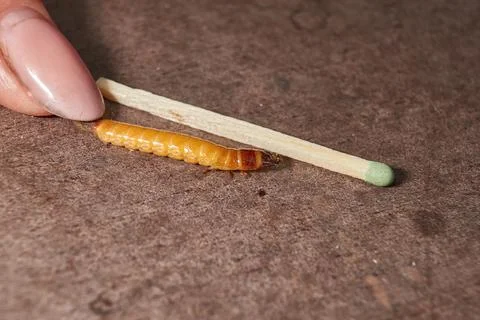 Wireworm on a garden plot. Stock Photos