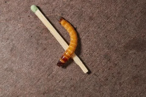 Wireworm on a garden plot. Stock Photos