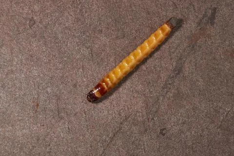 Wireworm on a garden plot. Stock Photos