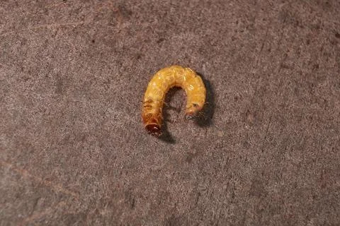 Wireworm on a garden plot. Stock Photos