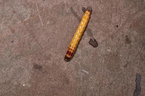 Wireworm on a garden plot. Stock-Fotos