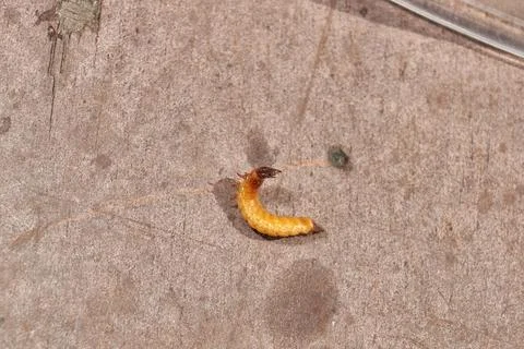 Wireworm on a garden plot. Foto stock