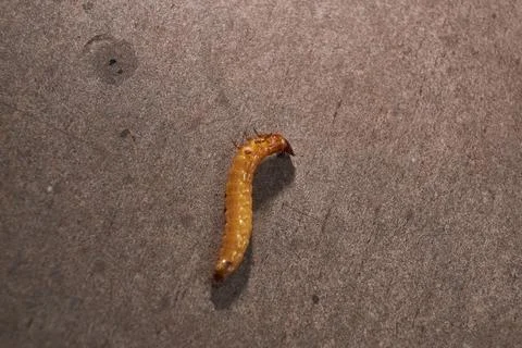 Wireworm on a garden plot. Stock Photos