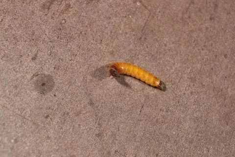 Wireworm on a garden plot. Stock Photos