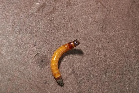 Wireworm on a garden plot. Stock Photos