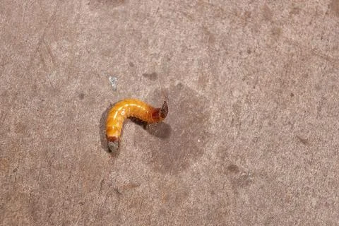 Wireworm on a garden plot. Stock Photos