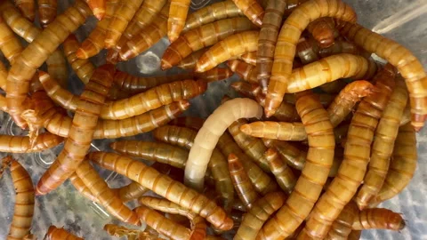 Wireworms larvae of the click beetles Stock Footage 315427001