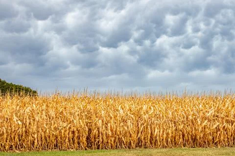 Wisconsin cornfield in autumn with a dramatic, cloudy sky Stock Photos