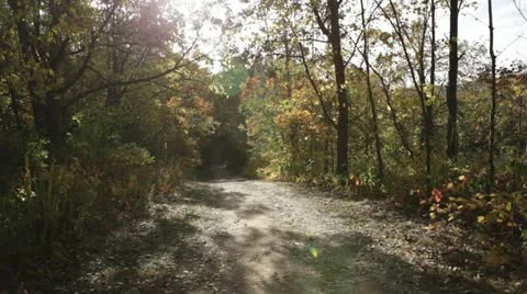 Wisconsin Fall Forest Path Stock Footage