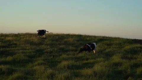 Wisconsin Magic Hour Cows Stock Footage 89548441