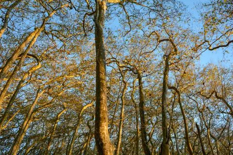 Wisdom Trees 스톡 사진