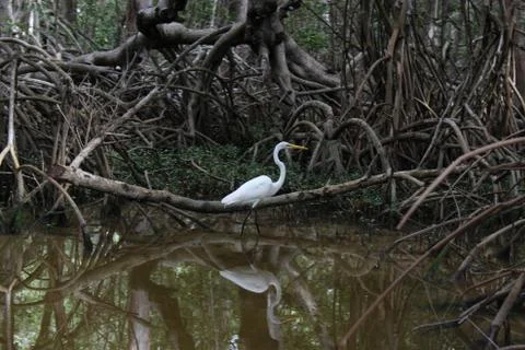 The wise big bird Stock Photos