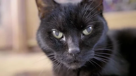 Wise black cat looks into the camera Stock Footage 137457794