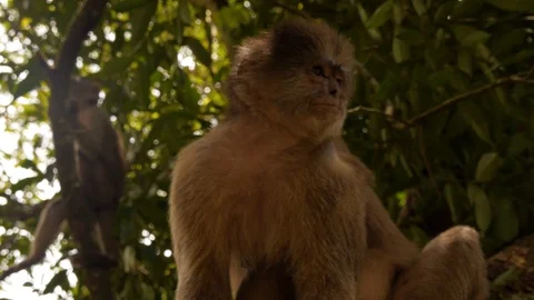 Wise Elder Capuchin Monkey Looking Around Jungle Video stock 124324099