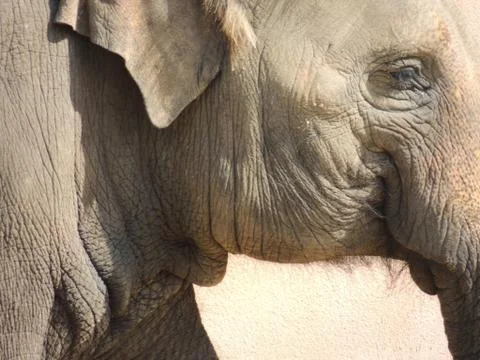 Wise elephant Foto stock