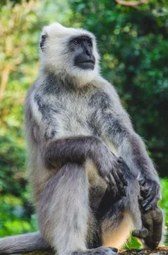 Wise grey monkey closeup Stock Photos