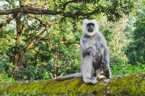 Wise grey monkey sitting Stock Photos