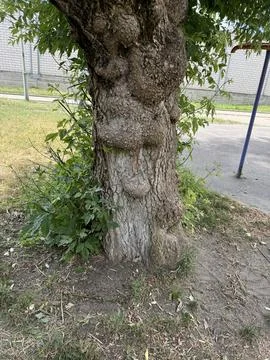 Wise Mystical Tree Stock Photos