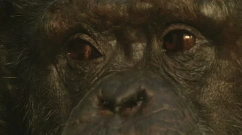 Wise Old Chimp 2 Stock Footage 10588319