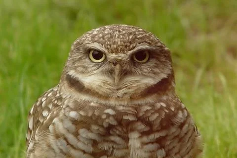 Wise old owl Stock Photos