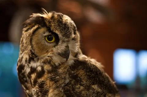 Wise old owl 스톡 사진