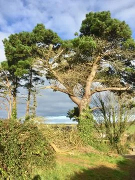 Wise old pine trees Stock Photos