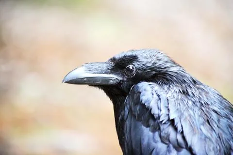 The Wise Old Raven Stock Photos