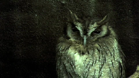 Wise old Screech Owl watching Stock Footage 321783