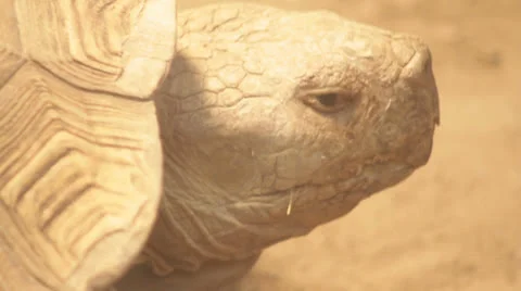 Wise Old Turtle Video stock 25936518