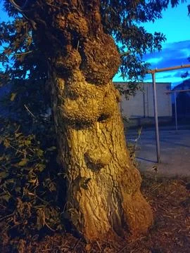 Wise tree trunk with unusual bark formations resembling a human face Stock Photos