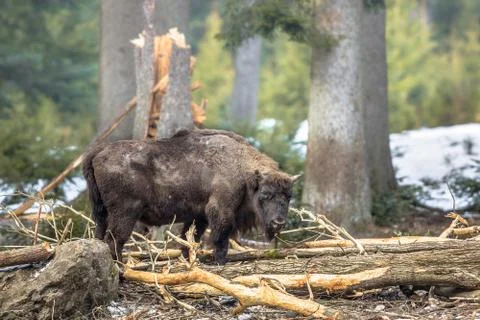 Wisent in the forest Stock Photos