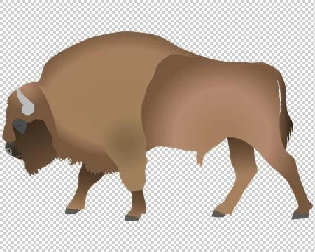 Wisent Stock Illustration