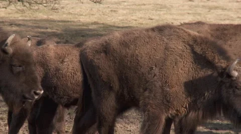 Wisent2h264 Video stock 2102170