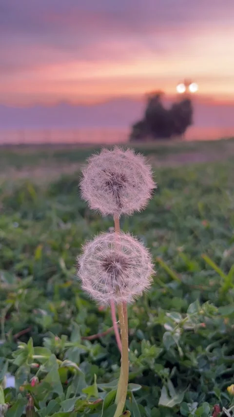 Wish flower Dandelion by spring under dramatic sky by sunset Stock Footage 337155335