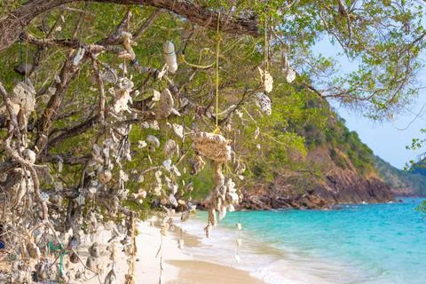 Wish tree. Corals hanging from a tree, tied by strings, on a tropical coast i Stock Photos