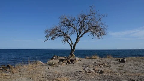Wish tree Stock Footage 117035831