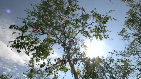 Wish tree 動画素材 170058893