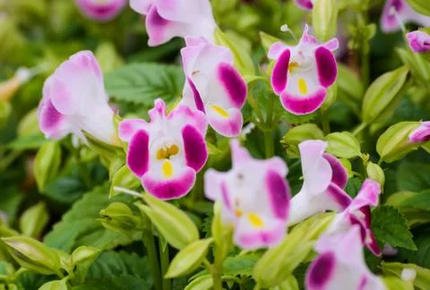 Wishbone flower Stock Photos