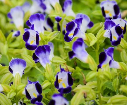 Wishbone flower Stock Photos