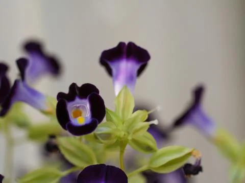 Wishbone flower Stock Photos