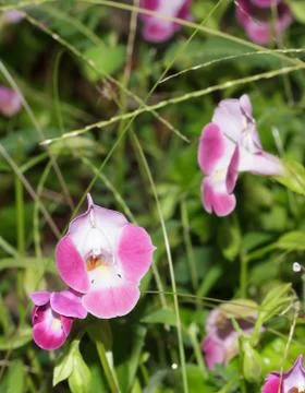 Wishbone flower Stock Photos