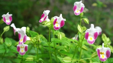 Wishbone flowers in the garden Stock Footage 273459629