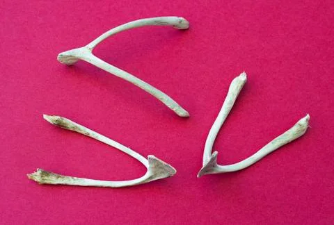 Wishbone Stock-Fotos