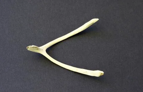 Wishbone poultry Stock Photos