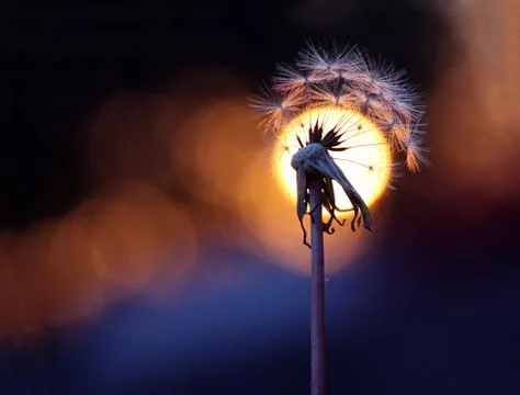 Wishful sunset Stock Photos